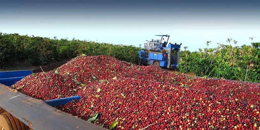 Ugandan Robusta coffee plantation